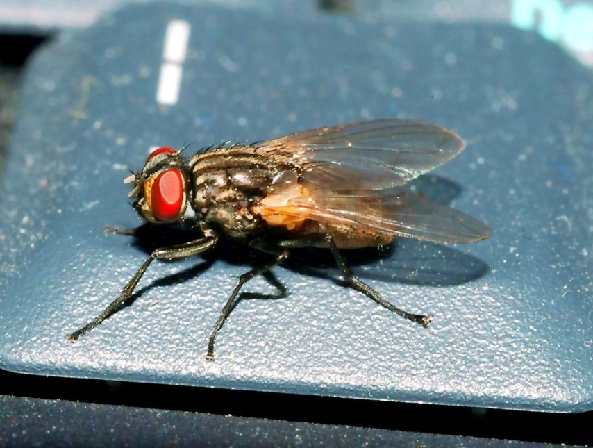 Immagini di archivio